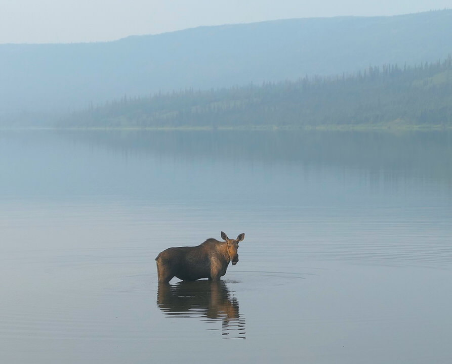 A Moose in Wonder Lake, Denali National Park